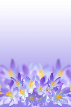 Violet spring crocus flowers on blurred background Stock Photos