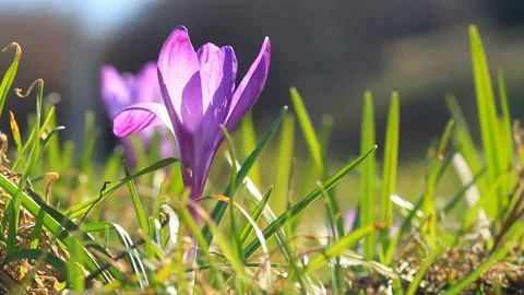 Violet spring crocuses bloom and bright sunlight Video stock 88551558