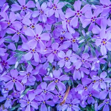 Violet spring flower background Stock Photos