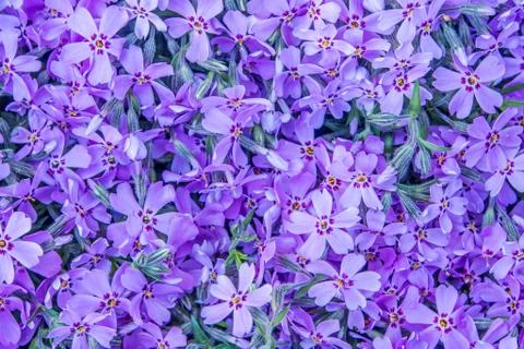 Violet spring flower background Stock Photos