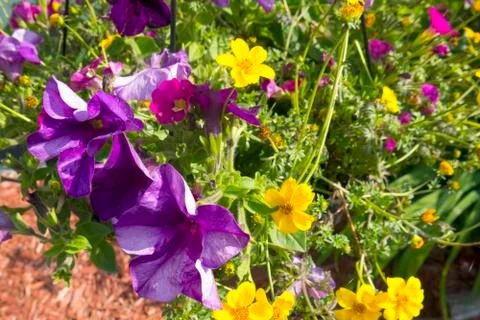 Violet spring flower Stock Photos