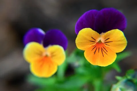 Violet spring flower Stock Photos