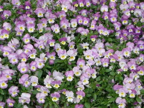 Violet spring flowers Stock Photos