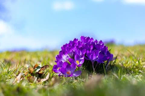 Violet Spring Flowers 写真素材