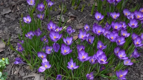 Violet spring flowers swing in the wind. Spring Stock Footage 89004384