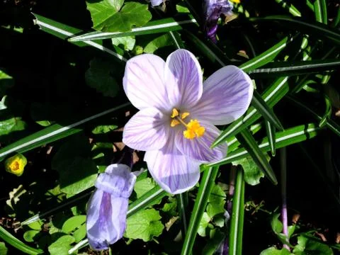 Violet striped crocus bud closeup Stock Photos