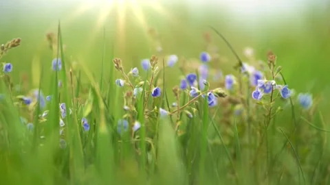 Violet summer field flower on the wind. Small delicate flowers in the grass in a Video stock 135237987