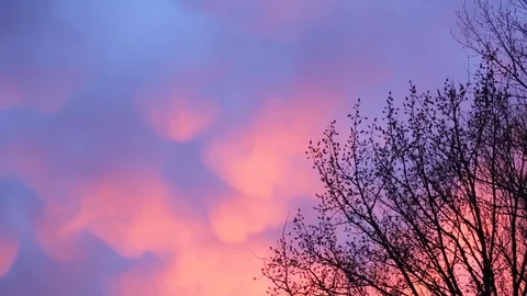 Violet sunset with clouds and tree Stock Footage 125477202