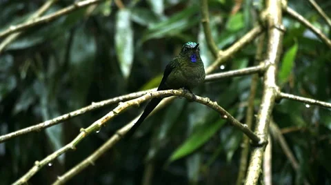 Violet-tailed Sylph Endures Rain, Flies 스톡 동영상 62914450