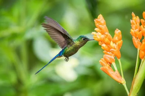 Violet-tailed sylph hovering next to orange flower,tropical forest, Ecuador,  Stock Photos