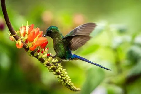 Violet-tailed sylph hovering next to orange flower,tropical forest, Peru, bir Stock Photos