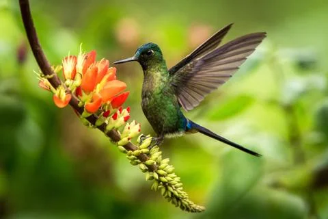 Violet-tailed sylph hovering next to orange flower,tropical forest, Peru, bir Stock Photos