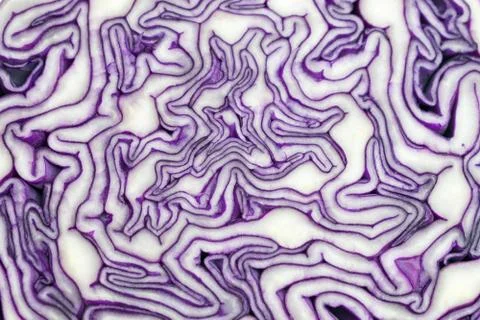 Violet textured cabbage Stock Photos