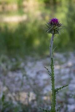 Violet Thistle  Foto stock