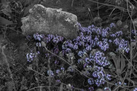 Violet thyme selective color Stock Photos