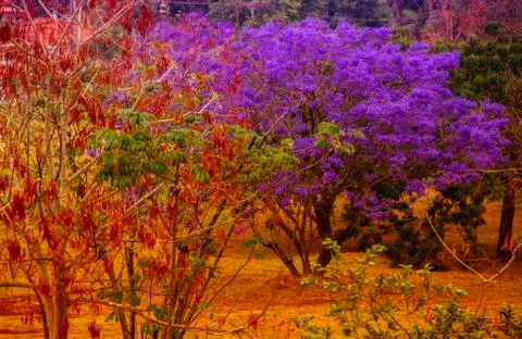 Violet tree Stock Photos