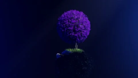 A Violet Tree on a Rock Video stock 284825530