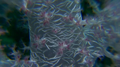 Violet tree soft coral close up Stock Footage 128950