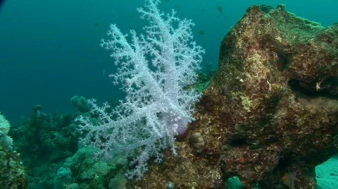 Violet tree soft coral Stock Footage 128942