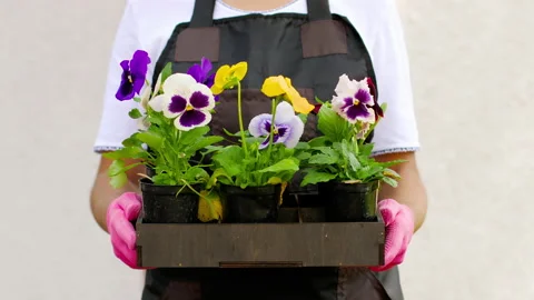 Violet tricolor botany Video stock 132617208
