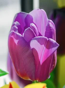 Violet tulip flower close up, gradient background Stock Photos