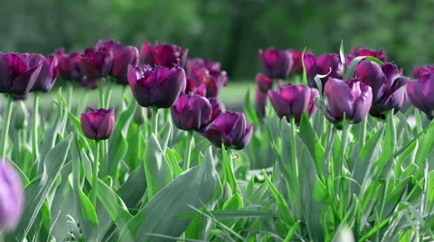 Violet tulip flowers Stock Footage 54825695