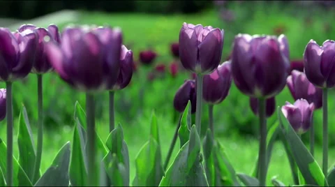 Violet tulip flowers Stock Footage 54825876