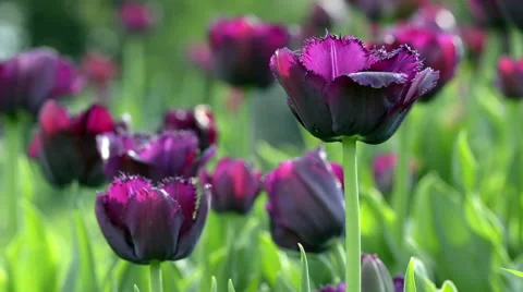 Violet tulip flowers Stock Footage 55580035