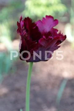 Violet tulip Stock Photos