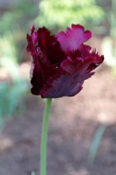 Violet tulip Stock Photos