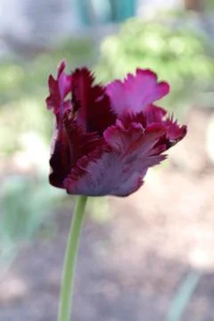 Violet tulip Stock Photos