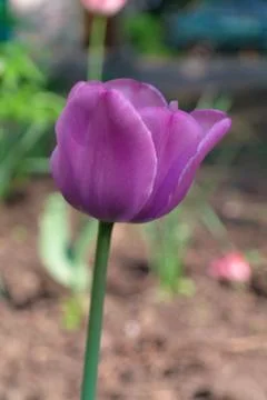 Violet tulip Stock Photos