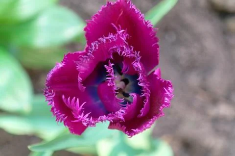 Violet tulip Stock Photos