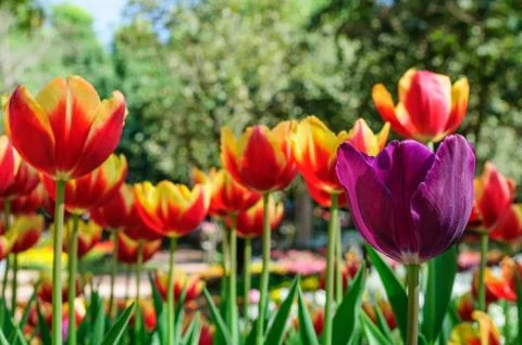 Violet tulip Stock Photos