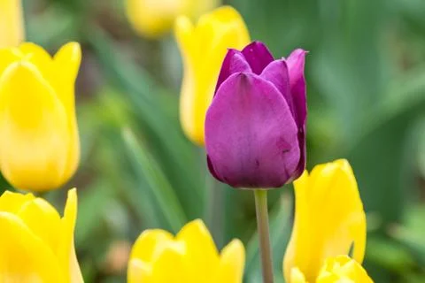 Violet tulip Stock Photos