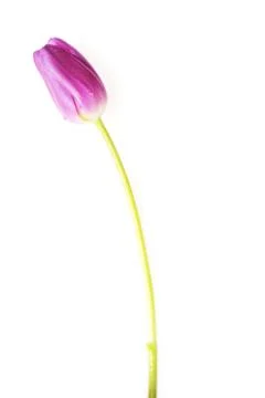 Violet tulip Stock Photos