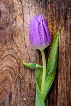 Violet tulip Stock Photos