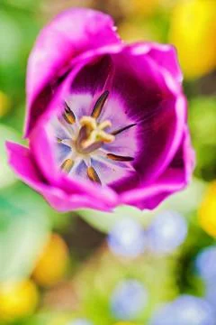 Violet tulip Free Stock Photos