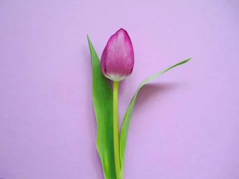 Violet tulip 스톡 사진