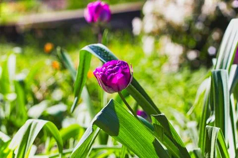 VIOLET TULIP Stock Photos