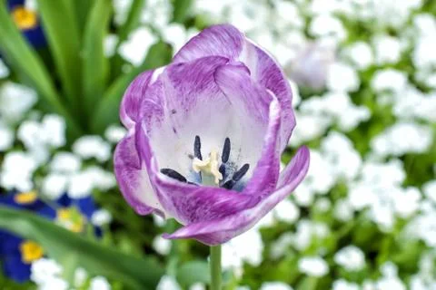 Violet tulip in spring Stock Photos