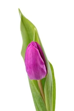 Violet tulip on white background Foto stock