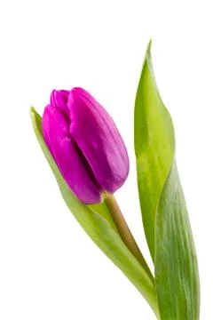 Violet tulip on a white background Stock Photos