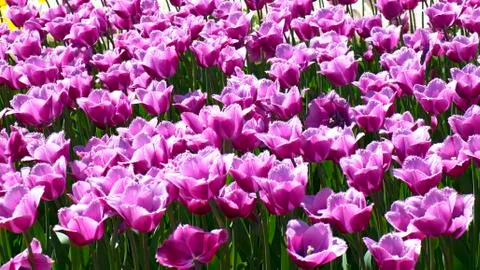 Violet tulips for background. Stock Photos