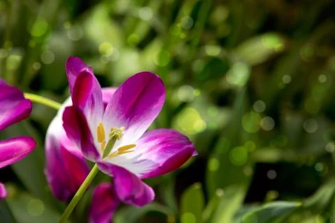 Violet tulips background.Macro shot. Foto stock