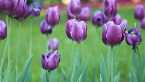 Violet tulips flowers in the wind Stock Footage 89576919