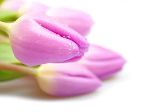 Violet tulips Stock Photos