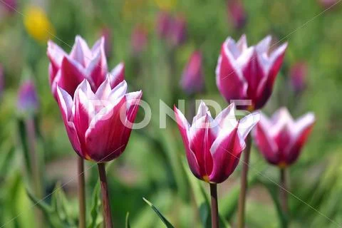 Violet tulips Stock Photos