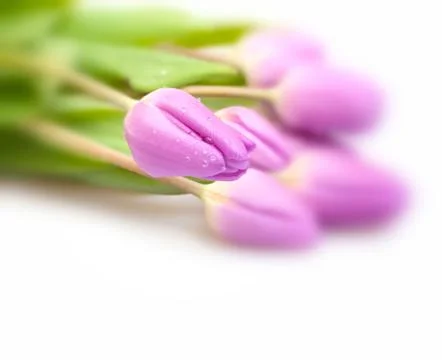 Violet tulips Stock Photos