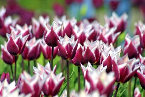 Violet tulips Stock Photos